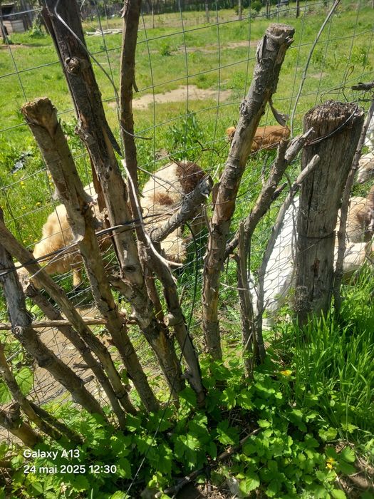 Vând iezi 25 lei kg