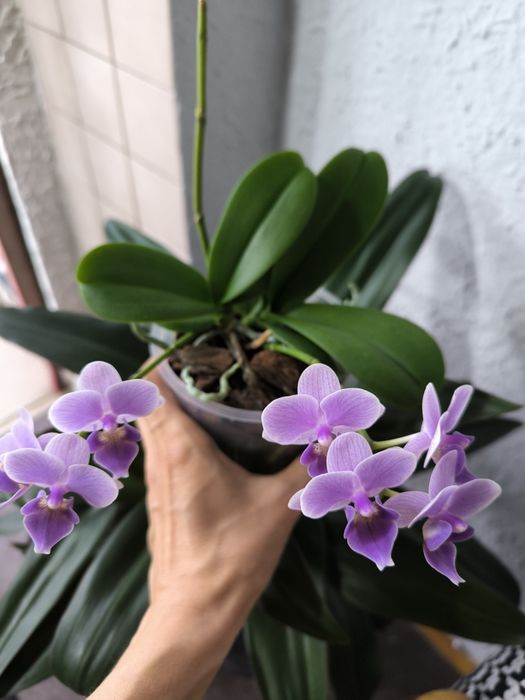 Орхидея сортовая Вайлет Квин