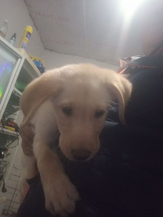 Лабрадор шинок 2 месяца