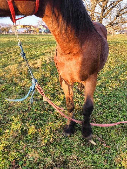 De vânzare iapă și mânz