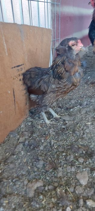 Disponibile gaini si cocosi araucana