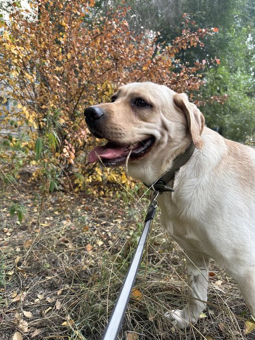 Вязкая Лабрадор кабель