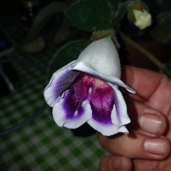 Глоксинья. Комнатный цветок