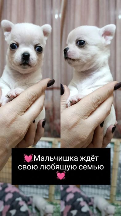 Щенки   чихуахуа
