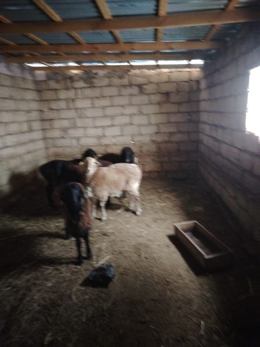 Койлар сатыладыы