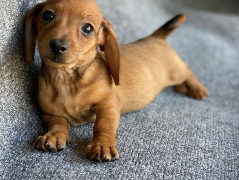 Teckel red mini 1200 lei