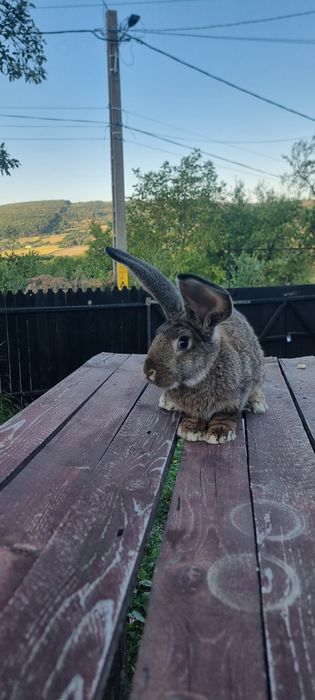 De vânzare Iepuroi Uriaș German