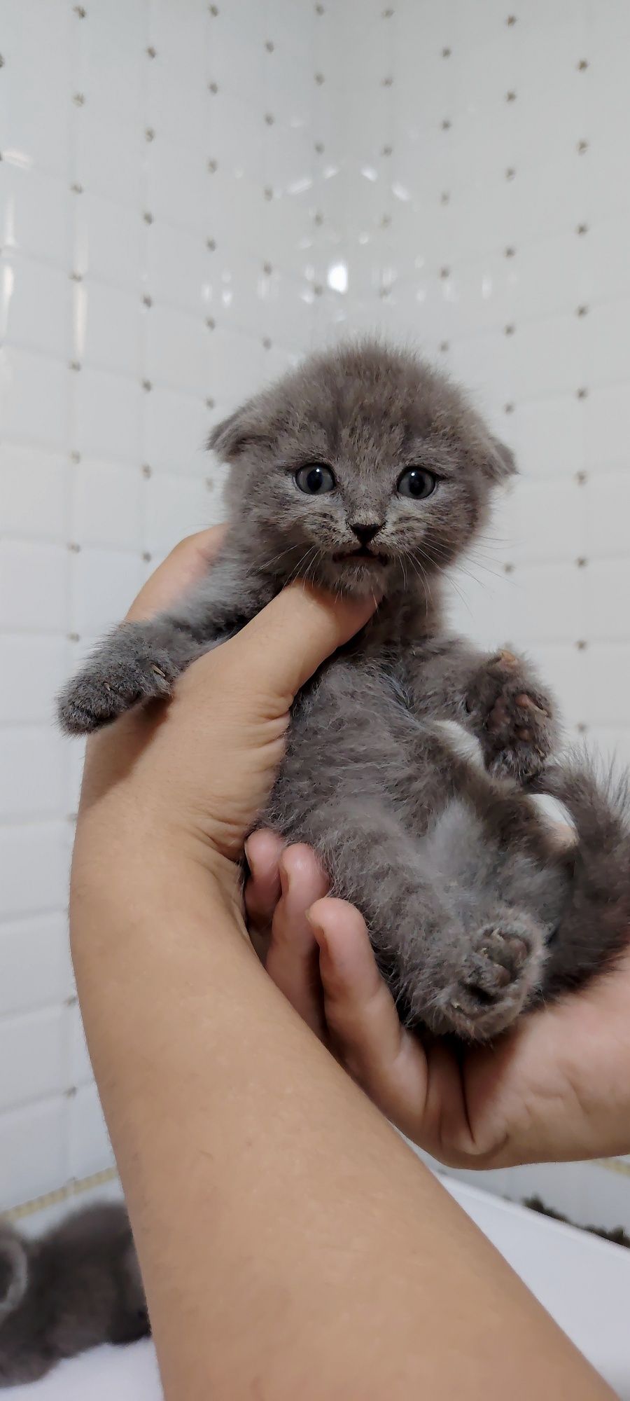 Продаются шотландские вислоухие котята котята