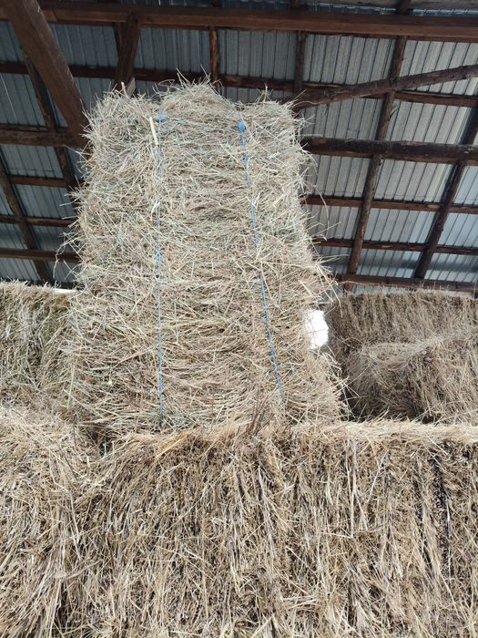 Vând baloți de fan dreptunghiulari