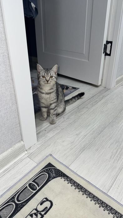 Кошка 4-5 месяц девочка