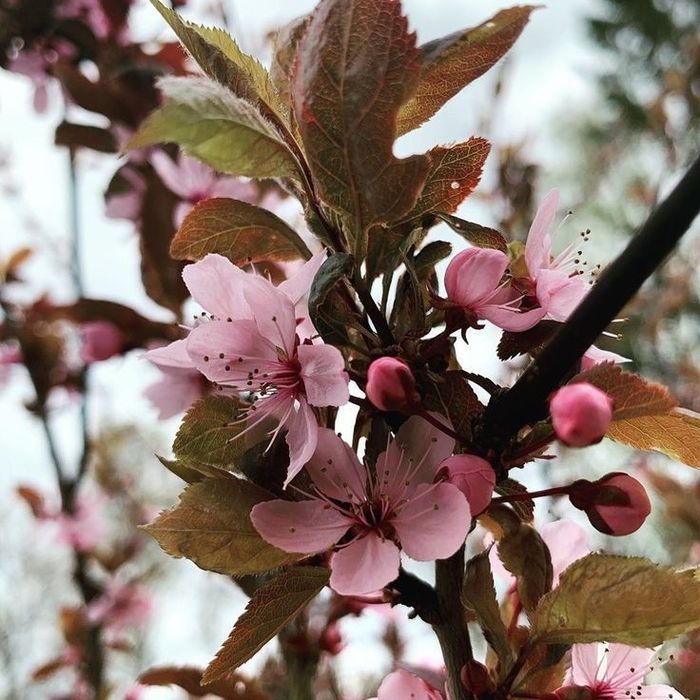 Prunus Cerisfera Nigra
