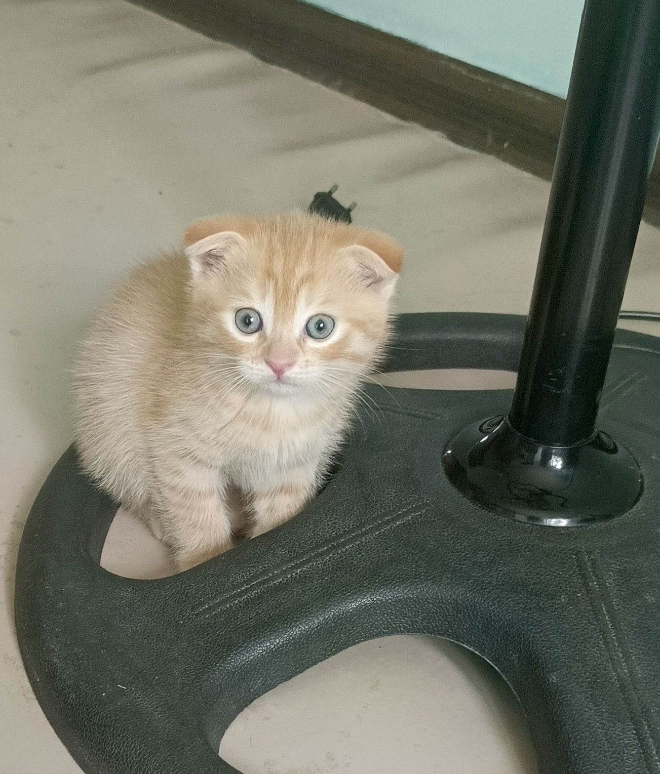 Отдам даром котят