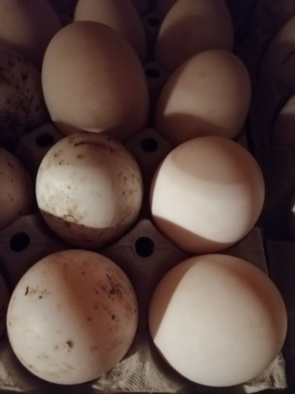 Ouă de rață Pekin de vânzare