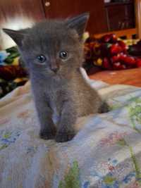 Кошечка породы Скоттиш страйт - серого цвета