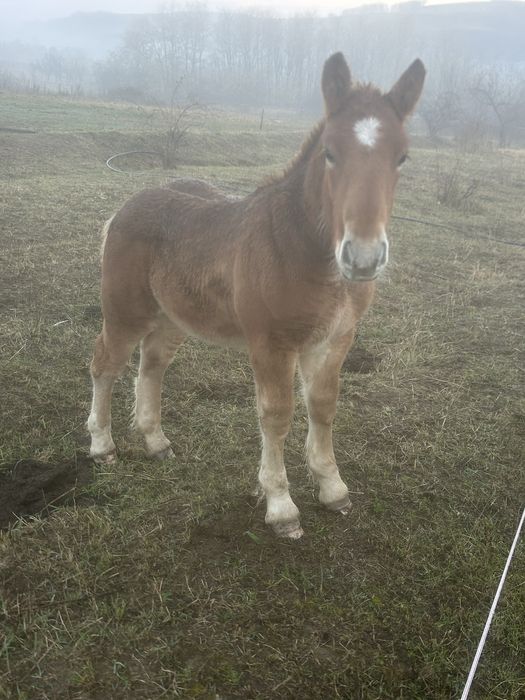 Vand manz de 4 luni!