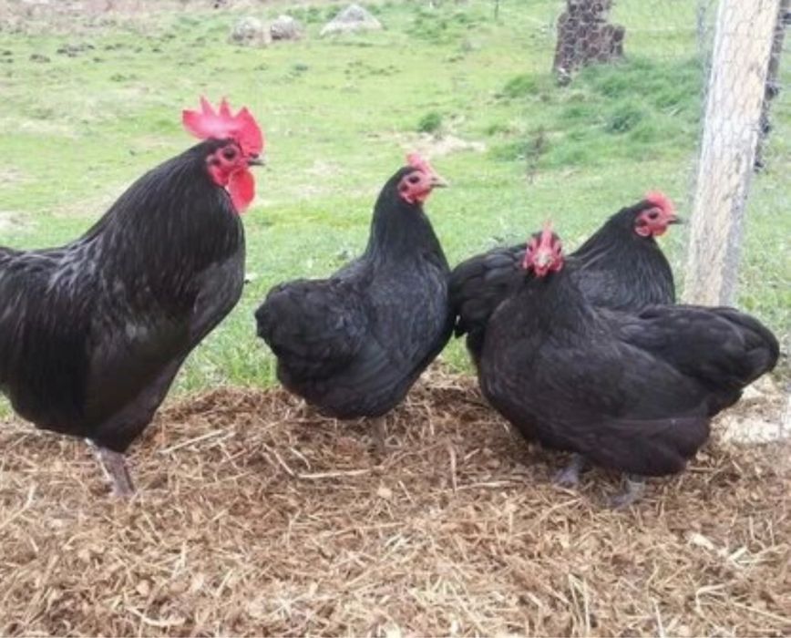 Черная курица , черный петух доставка