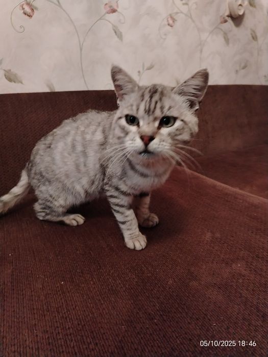 Шотландец кот красавец ищет дом и любящую семью.