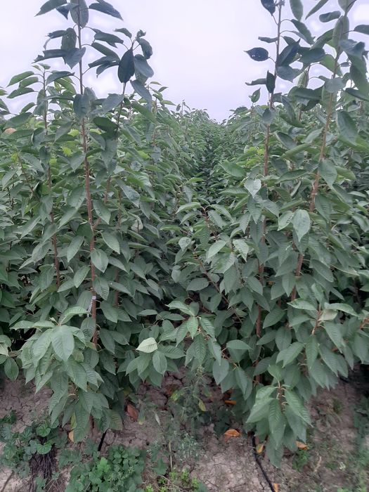 Pomi fructiferi certificati