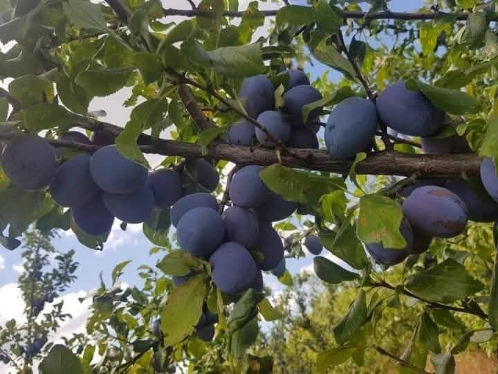 Pomi fructiferi certificati