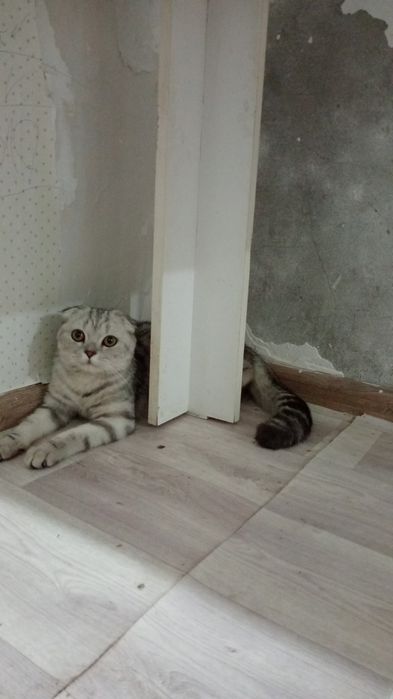 Скотиш фолд кошка