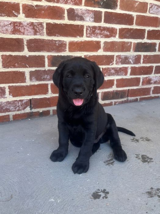 Labrador Retriever cu pedigree