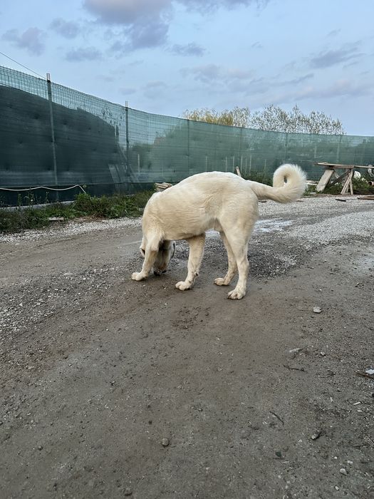 Mascul de asia centrala