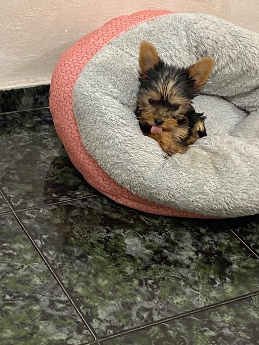 Бебе Йоркширски териер