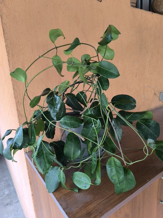 Мадагаскарски жасмин