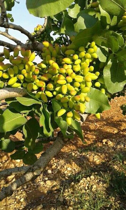 Pomi Fructiferi Exotici (Fistic Soiuri Diferite )