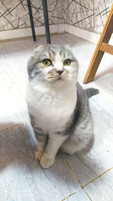 Залатой шиншилла & Скотш фолд.