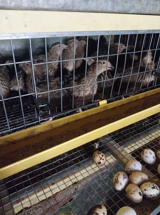 Перепела несушки