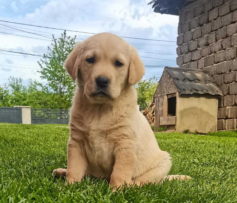 labrador retriver