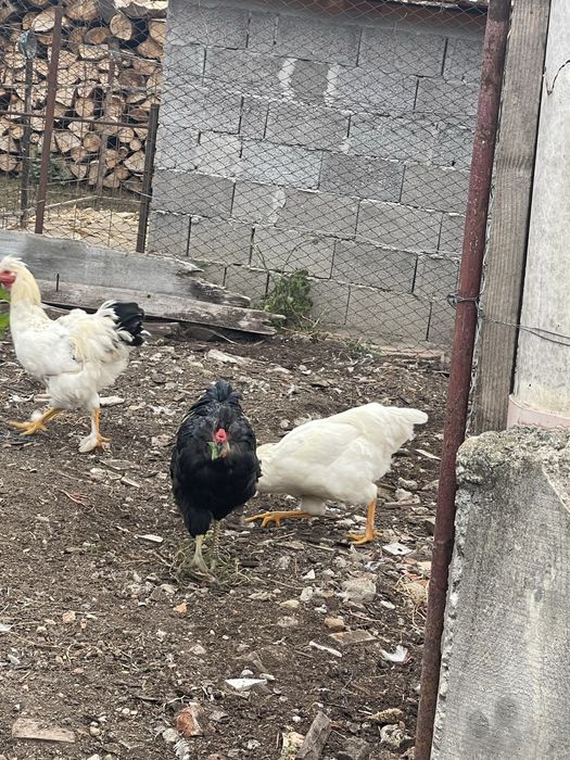 Păsări de curte: cocoși Brahma (6 luni) și curcani (1 an)