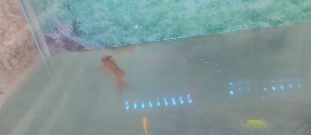 Akvarium sotiladi 4 ta baliq bilan 50-55 Lt