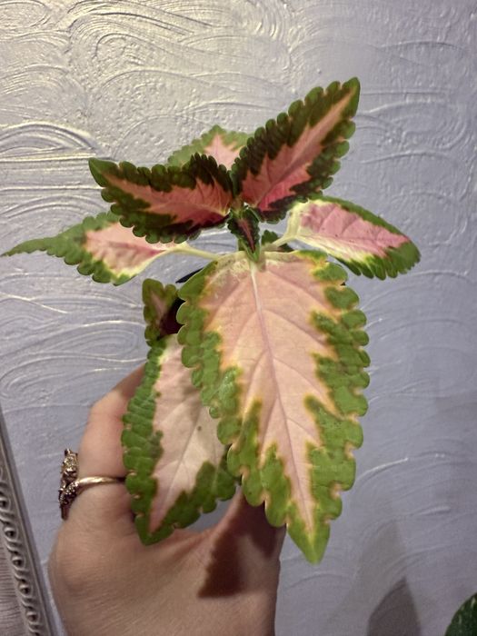 Колеусы два вида