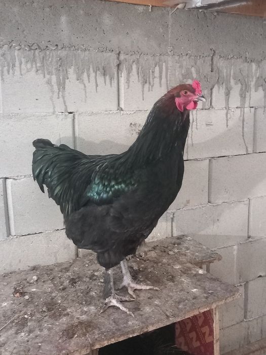 Петли и пуйки и пуяци