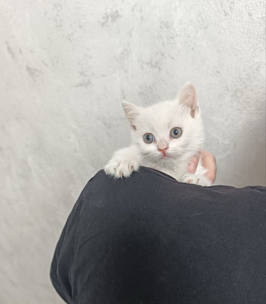 Котята от правильной вязки скотиш страйт