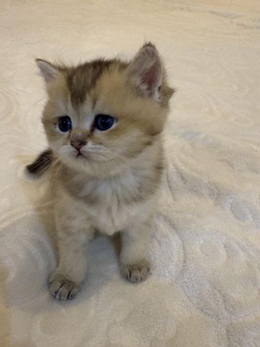 Скотш страйт 2 ойлик