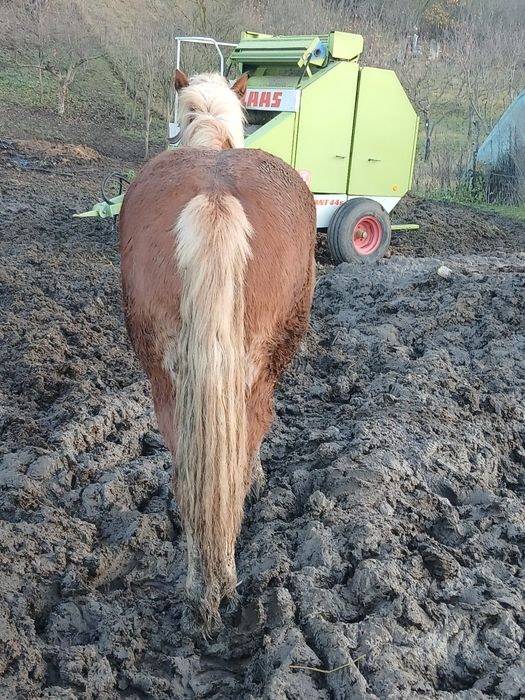 Vând manza de 1 an și 8 luni cu actele la i am prins-o de câteva ori