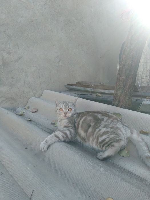 Кошечка британская короткошерстная