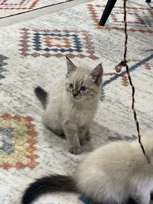 Сиамский котенок и ченый котенок