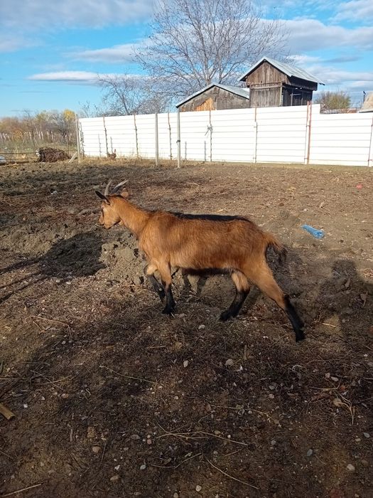 Capra la prima fatare