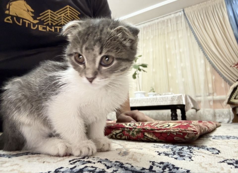 шотландской тегын алып кетындер