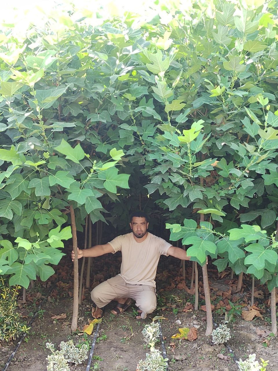 shamshod va malva(hibiscus)turli dekarativ gullar  sotiladi