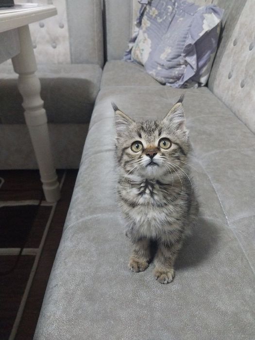 Отдам котёнка бесплатно