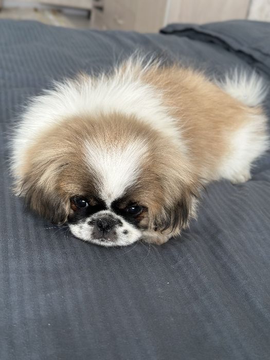 Продаются щенки ши-тцу