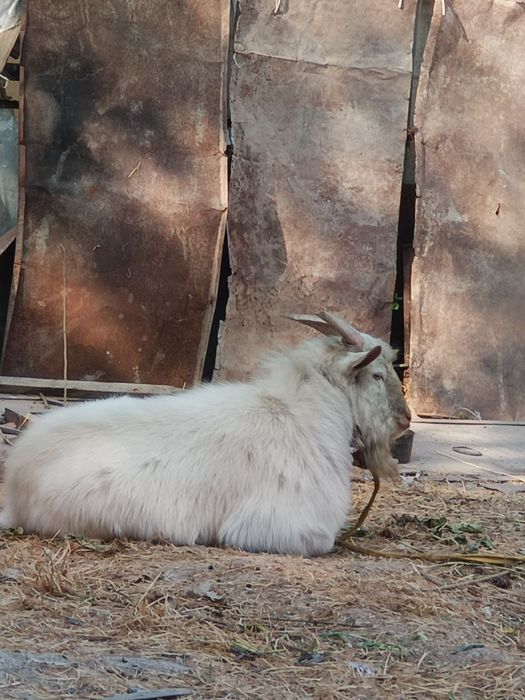 Oppoq taka ,zottor ,dalada osgan