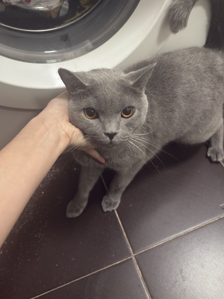 Кошечка ищет себе дом