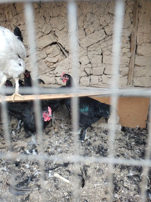 Xoʻroz sotiladi qora shahzodayam bor orasida