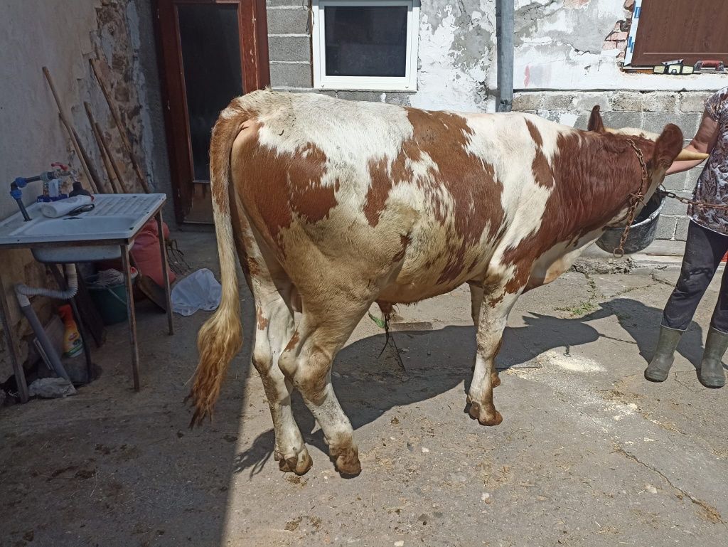 Tăurași de carne